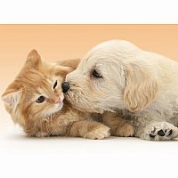 Big Kiss 500 pc Puzzle