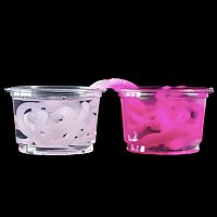National Geographic Amazing Worms Chemistry Kit