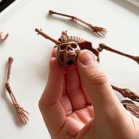 Cave Man Excavation Kit Homo Neanderthalensis Skeleton
