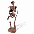 Cave Man Excavation Kit Homo Neanderthalensis Skeleton