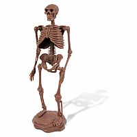 Cave Man Excavation Kit Homo Neanderthalensis Skeleton