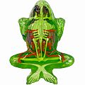 Dissect -It Frog Super Lab