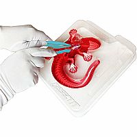 Dissect It - Salamander Lab