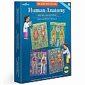 Human Anatomy Body Systems Puzzles