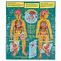 Human Anatomy Body Systems Puzzles