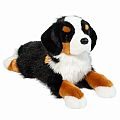 Trooper Bernese Mountain Dog