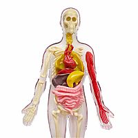 Thames & Kosmos Visible Human Body 